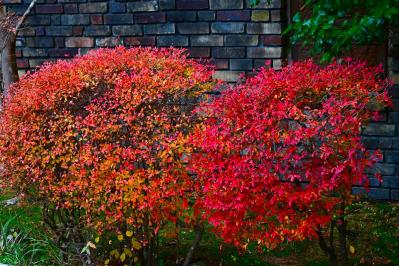 植えっぱなしで毎年春〜初夏に咲く、花のかわいい低木（シュラブ）8選【ガーデニング】（サムネイル画像17）