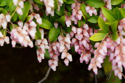 植えっぱなしで毎年春〜初夏に咲く、花のかわいい低木（シュラブ）8選【ガーデニング】（サムネイル画像13）