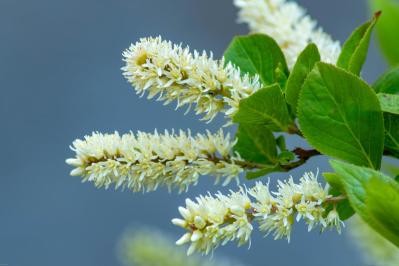 植えっぱなしで毎年春〜初夏に咲く、花のかわいい低木（シュラブ）8選【ガーデニング】（サムネイル画像11）