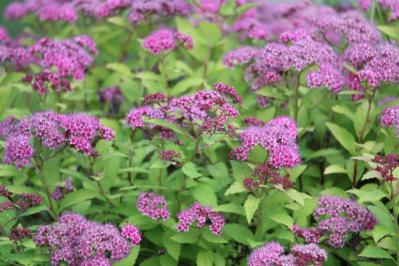 植えっぱなしで毎年春〜初夏に咲く、花のかわいい低木（シュラブ）8選【ガーデニング】（サムネイル画像4）