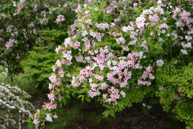 植えっぱなしで毎年春〜初夏に咲く、花のかわいい低木（シュラブ）8選【ガーデニング】（サムネイル画像8）