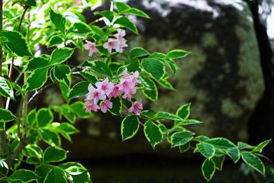 植えっぱなしで毎年春〜初夏に咲く、花のかわいい低木（シュラブ）8選【ガーデニング】（サムネイル画像9）