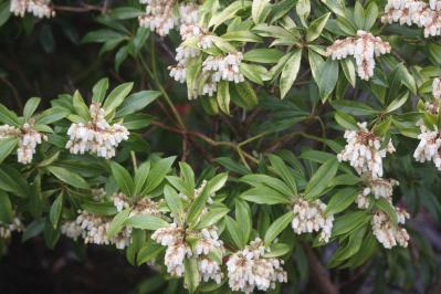 植えっぱなしで毎年春〜初夏に咲く、花のかわいい低木（シュラブ）8選【ガーデニング】（サムネイル画像12）