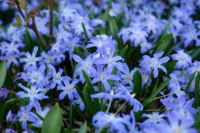 春のガーデニング｜ポット苗で楽しむチューリップやムスカリなど、おすすめ球根植物［8選］（サムネイル画像13）