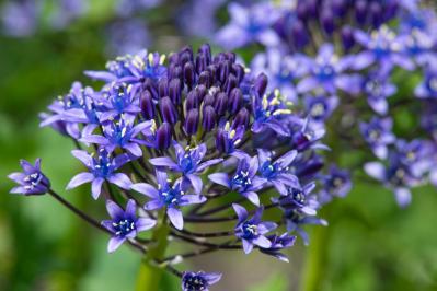 春のガーデニング｜ポット苗で楽しむチューリップやムスカリなど、おすすめ球根植物［8選］（サムネイル画像18）