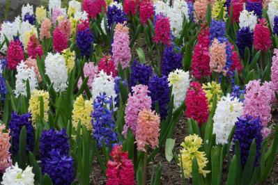 春のガーデニング｜ポット苗で楽しむチューリップやムスカリなど、おすすめ球根植物［8選］（サムネイル画像20）