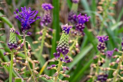 春のガーデニング｜ポット苗で楽しむチューリップやムスカリなど、おすすめ球根植物［8選］（サムネイル画像8）