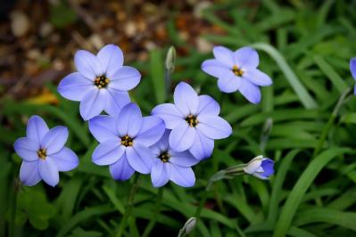 春のガーデニング｜ポット苗で楽しむチューリップやムスカリなど、おすすめ球根植物［8選］（サムネイル画像9）