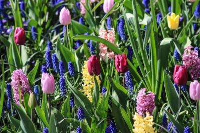 春のガーデニング｜ポット苗で楽しむチューリップやムスカリなど、おすすめ球根植物［8選］