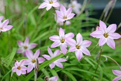 春のガーデニング｜ポット苗で楽しむチューリップやムスカリなど、おすすめ球根植物［8選］（サムネイル画像10）