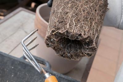 初心者でも簡単に育てられる！鉢植えで楽しむ【ミモザ】植えつけプロセスを公開（サムネイル画像14）