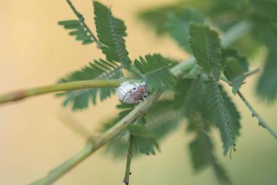 翌年も美しく花を咲かせたい！【ミモザの鉢植え】管理のポイントは？（サムネイル画像3）