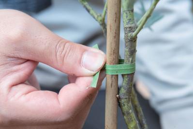 翌年も美しく花を咲かせたい！【ミモザの鉢植え】管理のポイントは？（サムネイル画像7）