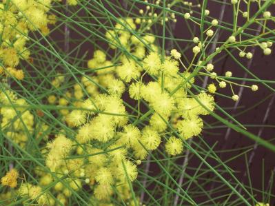  3〜5月が植えつけの適期！ おすすめ【ミモザ】カタログ（サムネイル画像15）