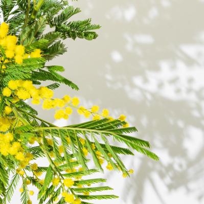 3月14日の「お清め」とは？【365日きょうのお清め】邪気を祓って幸せになる！（サムネイル画像2）