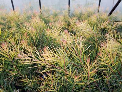  3〜5月が植えつけの適期！ おすすめ【ミモザ】カタログ（サムネイル画像6）