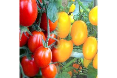 今から始める家庭菜園！ゆうゆうtime編集部おすすめ【最大15％OFF】培養土・プランターセット・野菜苗がAmazon新生活先行セール（サムネイル画像4）