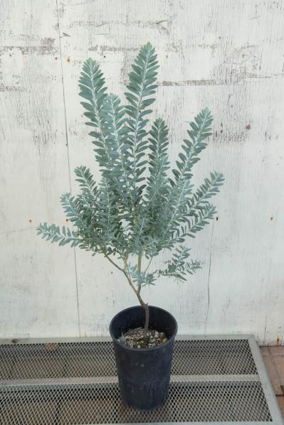 初心者でも簡単に育てられる！鉢植えで楽しむ【ミモザ】植えつけプロセスを公開（サムネイル画像8）