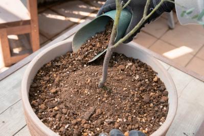 初心者でも簡単に育てられる！鉢植えで楽しむ【ミモザ】植えつけプロセスを公開（サムネイル画像21）