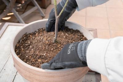 初心者でも簡単に育てられる！鉢植えで楽しむ【ミモザ】植えつけプロセスを公開（サムネイル画像20）