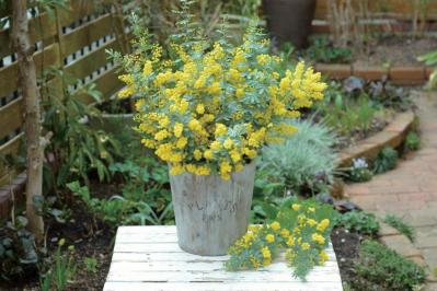 初心者でも簡単に育てられる！鉢植えで楽しむ【ミモザ】植えつけプロセスを公開（サムネイル画像）