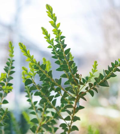  3〜5月が植えつけの適期！ おすすめ【ミモザ】カタログ（サムネイル画像20）