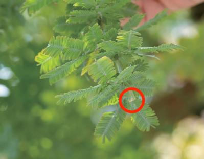 翌年も美しく花を咲かせたい！【ミモザの鉢植え】管理のポイントは？（サムネイル画像10）