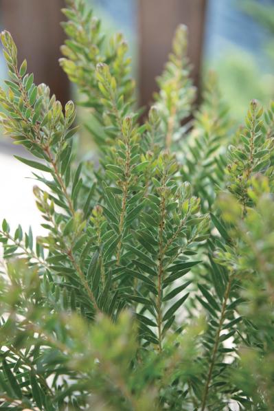  3〜5月が植えつけの適期！ おすすめ【ミモザ】カタログ（サムネイル画像14）