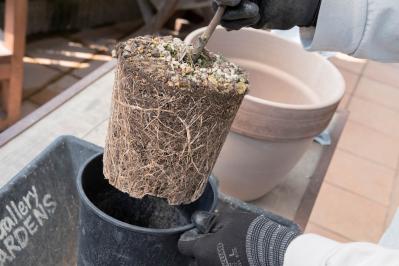 初心者でも簡単に育てられる！鉢植えで楽しむ【ミモザ】植えつけプロセスを公開（サムネイル画像12）