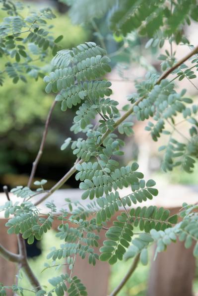  3〜5月が植えつけの適期！ おすすめ【ミモザ】カタログ（サムネイル画像12）