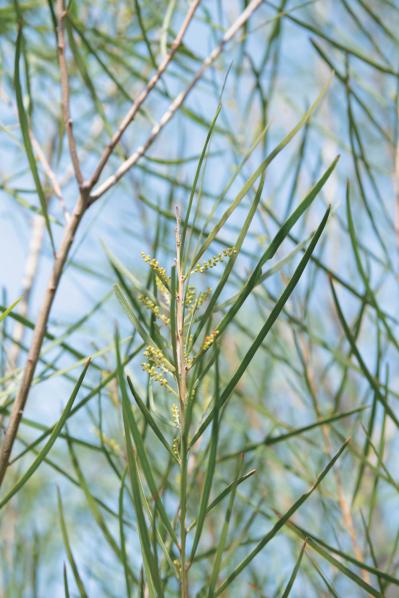  3〜5月が植えつけの適期！ おすすめ【ミモザ】カタログ（サムネイル画像4）