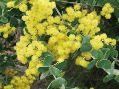  3〜5月が植えつけの適期！ おすすめ【ミモザ】カタログ（サムネイル画像16）