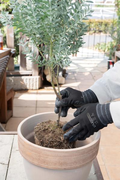初心者でも簡単に育てられる！鉢植えで楽しむ【ミモザ】植えつけプロセスを公開（サムネイル画像17）