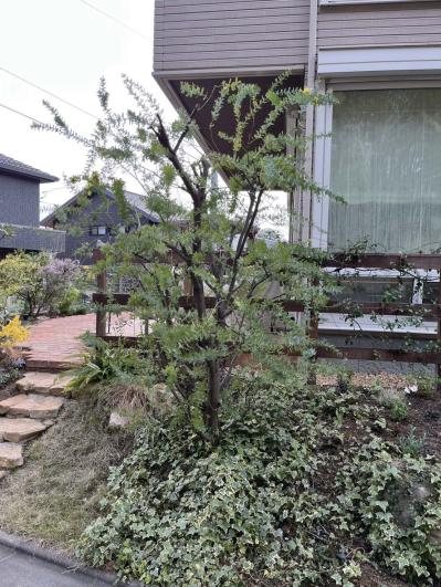 翌年も美しく花を咲かせたい！【ミモザの鉢植え】管理のポイントは？（サムネイル画像12）