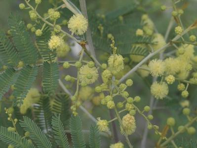  3〜5月が植えつけの適期！ おすすめ【ミモザ】カタログ（サムネイル画像9）