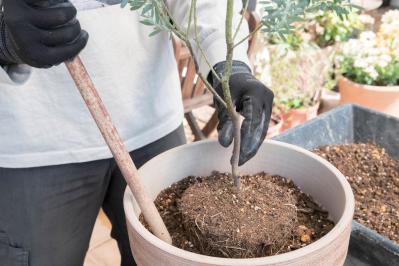 初心者でも簡単に育てられる！鉢植えで楽しむ【ミモザ】植えつけプロセスを公開（サムネイル画像19）