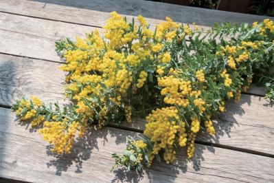 初心者でも簡単に育てられる！鉢植えで楽しむ【ミモザ】植えつけプロセスを公開（サムネイル画像3）