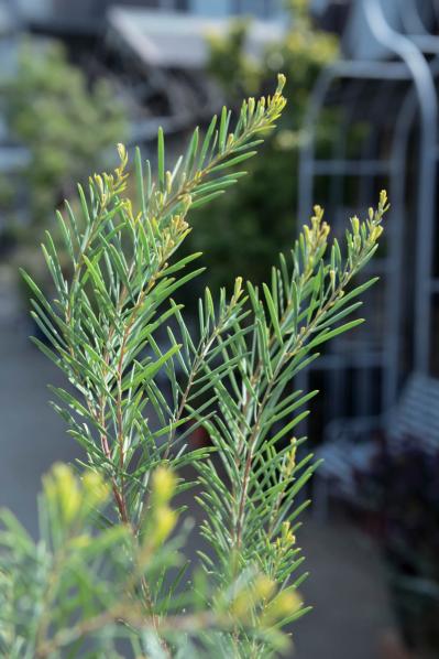  3〜5月が植えつけの適期！ おすすめ【ミモザ】カタログ（サムネイル画像18）