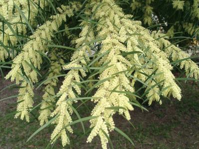  3〜5月が植えつけの適期！ おすすめ【ミモザ】カタログ（サムネイル画像5）