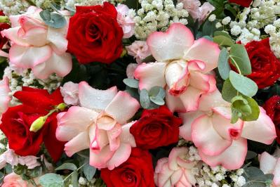 3月のバラ、芽吹き前後にやるべきことチェック！【ガーデニング】