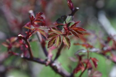 3月のバラ、芽吹き前後にやるべきことチェック！【ガーデニング】（サムネイル画像4）