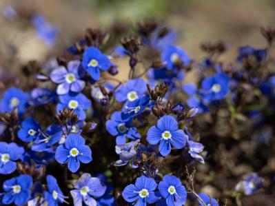 春にたくさん咲く「青い花」8選　おすすめの一年草＆多年草【ガーデニング】（サムネイル画像10）