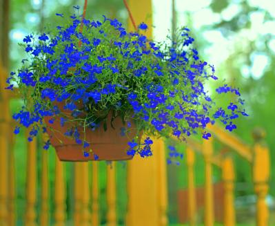 春にたくさん咲く「青い花」8選　おすすめの一年草＆多年草【ガーデニング】（サムネイル画像2）