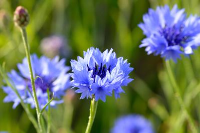 春にたくさん咲く「青い花」8選　おすすめの一年草＆多年草【ガーデニング】（サムネイル画像3）