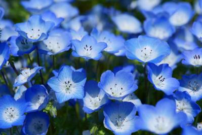 春にたくさん咲く「青い花」8選　おすすめの一年草＆多年草【ガーデニング】