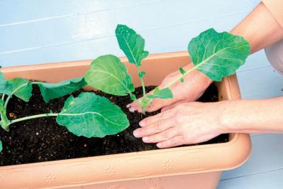鉢で簡単に育てられる！春まき野菜【ラディッシュ＆コールラビ】の栽培のコツ（サムネイル画像12）