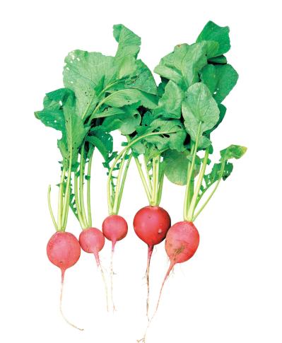 鉢で簡単に育てられる！春まき野菜【ラディッシュ＆コールラビ】の栽培のコツ（サムネイル画像2）