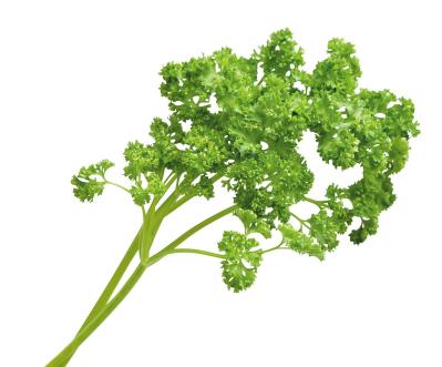 小さな鉢でも育つ！ 料理に使いやすい【ハーブ】2選。パセリ＆バジルの育て方（サムネイル画像2）