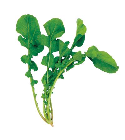 初めての【野菜＆ハーブ育て】用意すべき基本アイテムは？ ルッコラ栽培のポイントも紹介（サムネイル画像8）