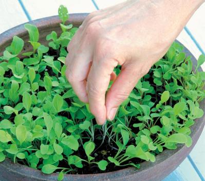 初めての【野菜＆ハーブ育て】用意すべき基本アイテムは？ ルッコラ栽培のポイントも紹介（サムネイル画像11）